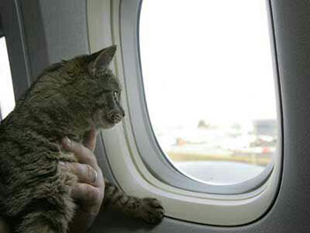    خبر قوانین حمل حیوانات خانگی توسط هواپیما